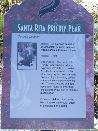 Santa Rita Prickly Pear Sign
