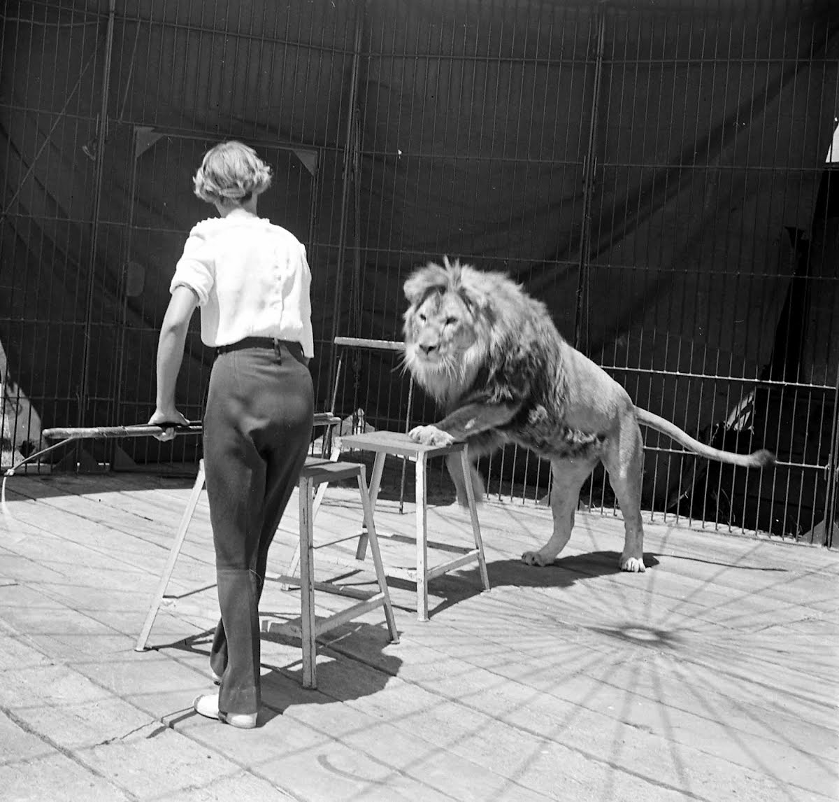 Lion Tamers Loomis Dean — Google Arts & Culture