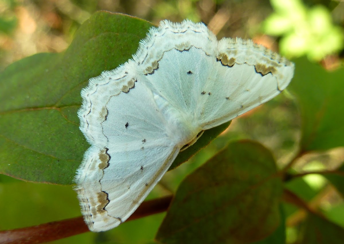 Lace Border Moth