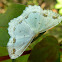 Lace Border Moth