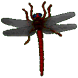 Screen Insects