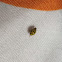 22-spot ladybird