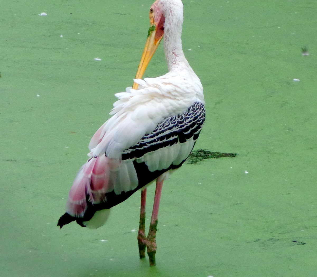 The Painted Stork