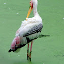 The Painted Stork