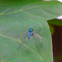 Long legged Fly