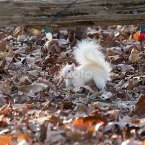 white squirrel. by Kris Kessinger - Uncategorized All Uncategorized