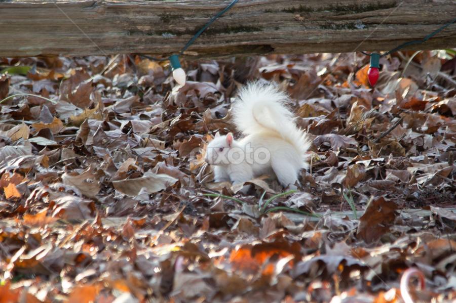 white squirrel. by Kris Kessinger - Uncategorized All Uncategorized