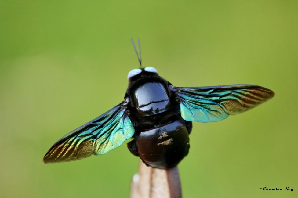 Indian Black Bee Project Noah