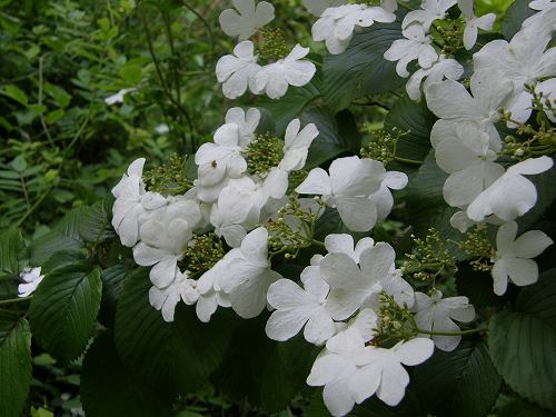 フツウの生活 白い花の咲く木 5 ヤブデマリ