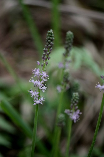 フツウの生活 ツルボは野に咲く花だけど