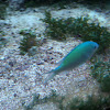 Blue green damselfish
