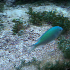 Blue green damselfish