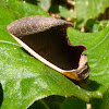 Gonodonta moth