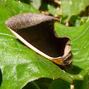 Gonodonta moth
