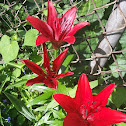 Razzle Dazzle Asiatic Lily