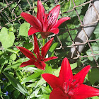 Razzle Dazzle Asiatic Lily