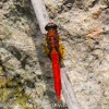 Orange Skimmer Dragonfly