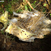 Common Tailorbird Nest