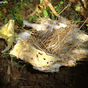 Common Tailorbird Nest