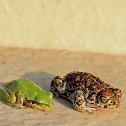 Natterjack Toad / Sapo-corredor
