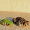 Natterjack Toad / Sapo-corredor