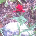 Red paintbrush.