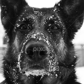 Look Me in the Eye by Mikahla Dorey - Black & White Animals