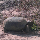 Gopher Turtle