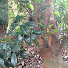 Common Tree leaf