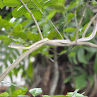 Ornate Flying Snake
