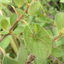 Green Lynx Spider