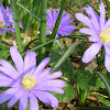 Greek Anemone