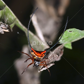 Cutty by Ellmok Mokh - Animals Insects & Spiders