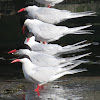 South American Terns