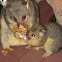 Common Brushtail Possum (mother & joey 2013)