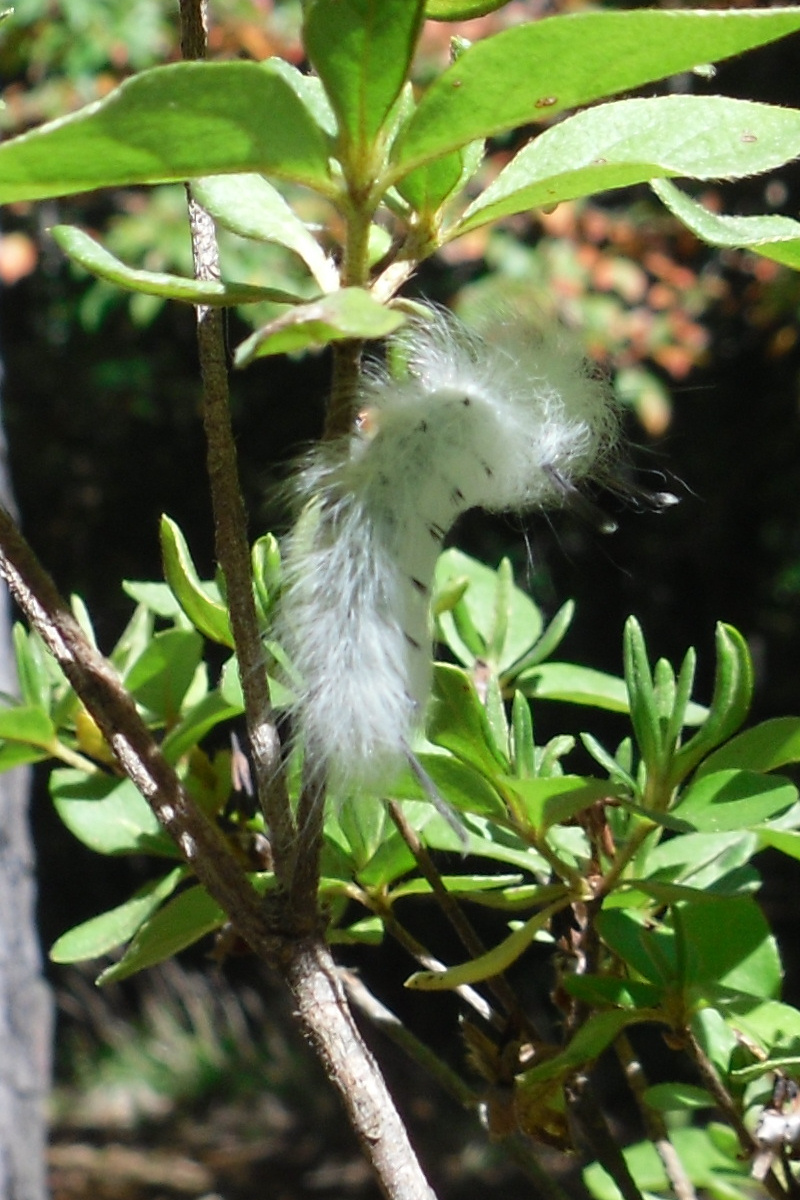 White Caterpillar, Side View