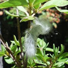 White Caterpillar, Side View