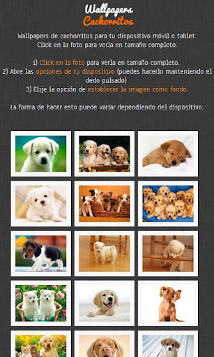 Wallpapers de Cachorros