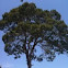 Pinus halepensis (Pino carrasco)