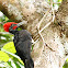 White-Bellied Woodpecker ♂