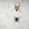 Gray Cross Spider (female)