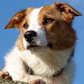 Sheepdog Wallpapers Apk