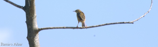 [cisticola juncidis[3].jpg]