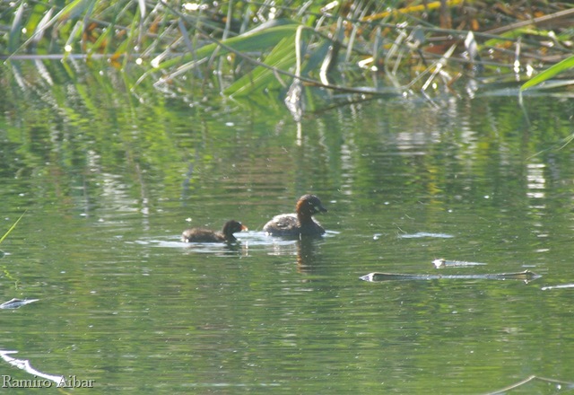 [tachybaptus ruficollis amb pollet[8].jpg]