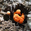 Small Chanterelles