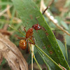 Red carpenter ant