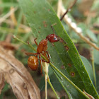 Red carpenter ant