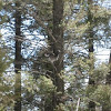 Mountain Sharptail Grouse