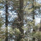 Mountain Sharptail Grouse