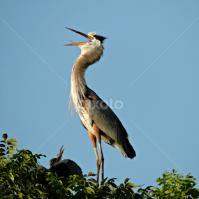 Great Blue Heron by Christie Chambers - Animals Birds